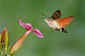 Image result for hawk moth