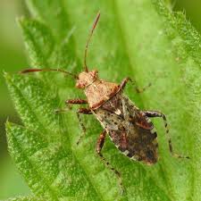 Attēlu rezultāti vaicājumam “Rhopalus maculatus”