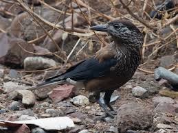 Attēlu rezultāti vaicājumam “Nucifraga caryocatactes adult”