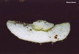 Attēlu rezultāti vaicājumam “Tyromyces chioneus”