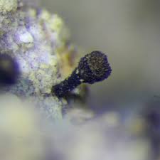 Attēlu rezultāti vaicājumam “Chaenotheca furfuracea”