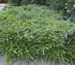 Attēlu rezultāti vaicājumam “Lonicera”