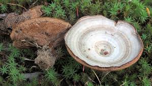 Attēlu rezultāti vaicājumam “Coltricia perennis”