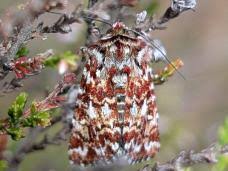 Attēlu rezultāti vaicājumam “Lycophotia porphyrea”