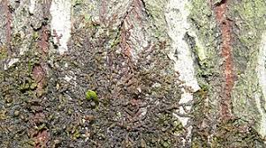 Attēlu rezultāti vaicājumam “Frullania fragilifolia”