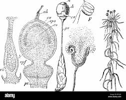 Attēlu rezultāti vaicājumam “Sphagnum sporophyte”