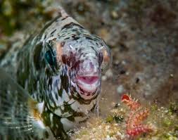 Image result for Siganus rivulatus