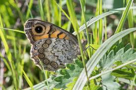 Attēlu rezultāti vaicājumam “Lasiommata megera underside”