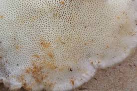 Attēlu rezultāti vaicājumam “Skeletocutis”