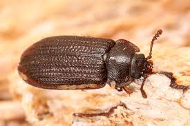 Attēlu rezultāti vaicājumam “Grynocharis oblonga”