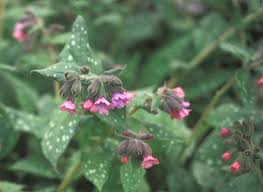 Attēlu rezultāti vaicājumam “Pulmonaria saccharata leaf”
