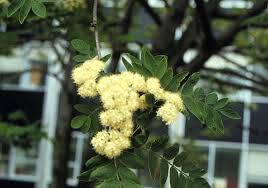 Attēlu rezultāti vaicājumam “Sorbus aucuparia flower”