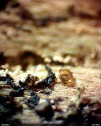 Attēlu rezultāti vaicājumam “Licea pusilla”