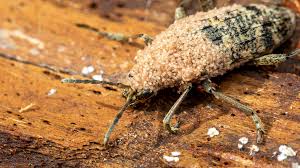 Attēlu rezultāti vaicājumam “Rhagium inquisitor”