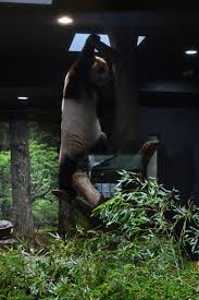 Image result for あめくん4004