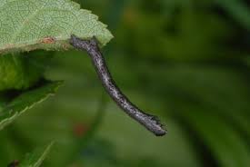 Attēlu rezultāti vaicājumam “Macaria alternata”