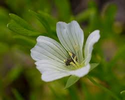 Attēlu rezultāti vaicājumam “Lycogala sphaeroconicum sessile”