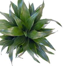 Attēlu rezultāti vaicājumam “Conardia compacta”