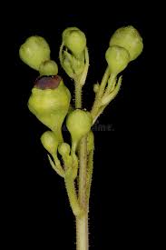 Attēlu rezultāti vaicājumam “Scrophularia nodosa fruit”