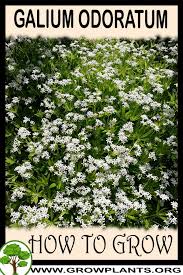 Attēlu rezultāti vaicājumam “Galium odoratum leaf”