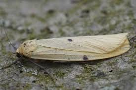 Attēlu rezultāti vaicājumam “Lithosia quadra male”