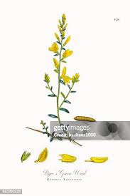 Image result for Genista tinctoria