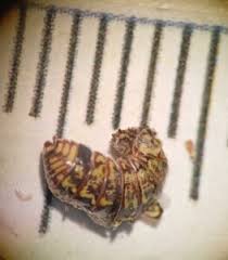 Attēlu rezultāti vaicājumam “Armadillidium pulchellum”