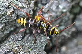 Attēlu rezultāti vaicājumam “Plagionotus detritus”