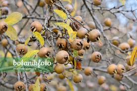 Attēlu rezultāti vaicājumam “Mespilus germanica”