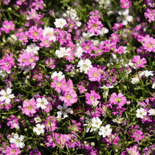 Attēlu rezultāti vaicājumam “Gypsophila muralis flower”