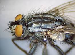 Attēlu rezultāti vaicājumam “Sarcophaga carnaria”