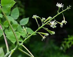 Attēlu rezultāti vaicājumam “Gymnocladus dioicus flower”