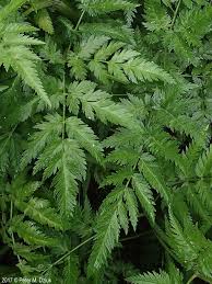 Attēlu rezultāti vaicājumam “Anthriscus”