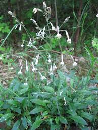 Attēlu rezultāti vaicājumam “Silene nutans flower”
