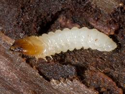 Attēlu rezultāti vaicājumam “Cerambycidae larva”