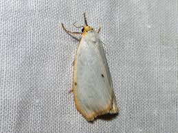 Attēlu rezultāti vaicājumam “Cybosia mesomella”