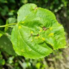 Attēlu rezultāti vaicājumam “Rhynchaenus lonicerae”