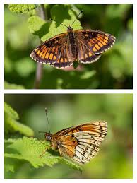 Attēlu rezultāti vaicājumam “Mellicta athalia upperside”