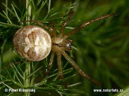 Attēlu rezultāti vaicājumam “Metellina segmentata”