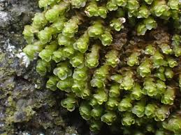 Attēlu rezultāti vaicājumam “Scapania apiculata”