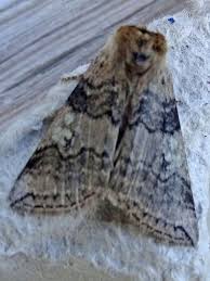 Attēlu rezultāti vaicājumam “Tethea or”