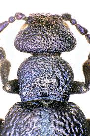 Attēlu rezultāti vaicājumam “Meloe sp.”