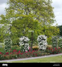 Attēlu rezultāti vaicājumam “Gleditsia triacanthos flower”