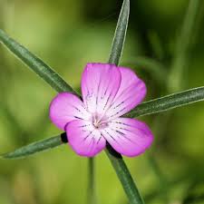 Image result for Kornrade