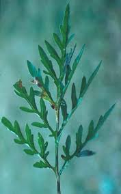 Attēlu rezultāti vaicājumam “Ambrosia artemisiifolia leaf”