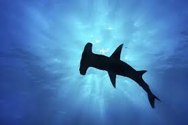 Image result for Sphyrna mokarran