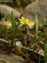 Attēlu rezultāti vaicājumam “Ranunculus flammula”
