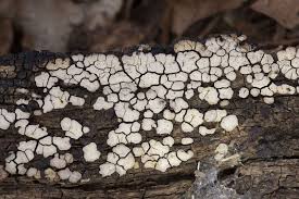 Attēlu rezultāti vaicājumam “Xylobolus frustulatus”