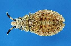 Attēlu rezultāti vaicājumam “Aradus betulae”