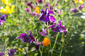 Image result for Akelei